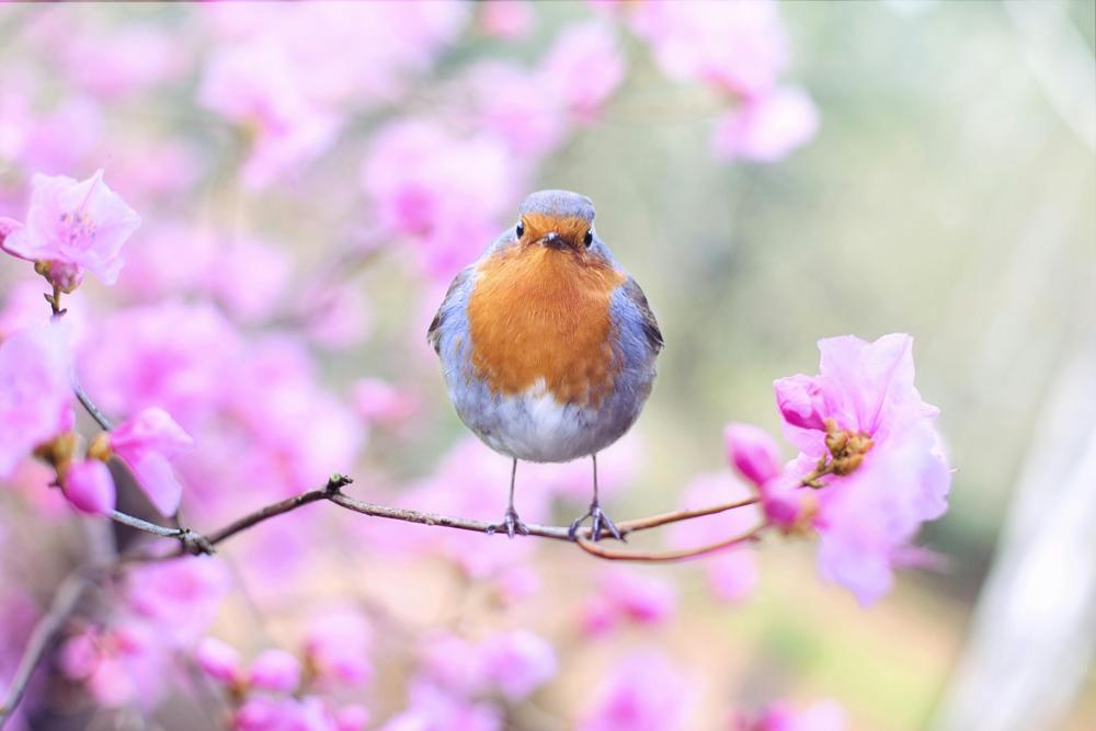 colorful bird